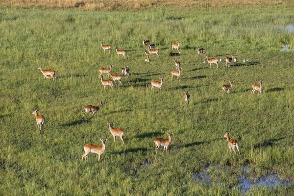 Lechwe