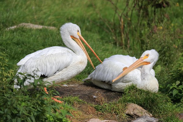 American white pelican