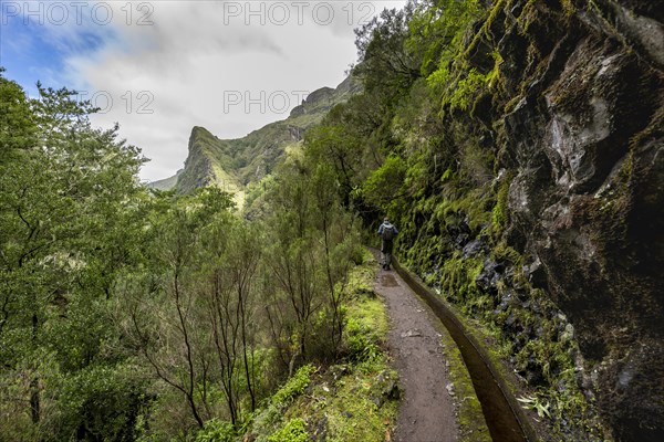 Hikers on a narrow path along a levada, forested mountains and ravines, Levada do Caldeirao Verde, Parque Florestal das Queimadas, Madeira, Portugal, Europe