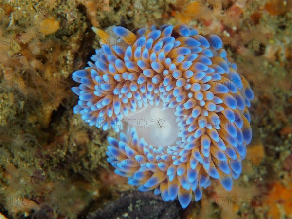 Silvertip nudibranch