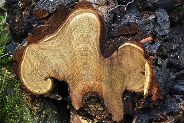 Tree pruning, annual rings, Germany, Europe