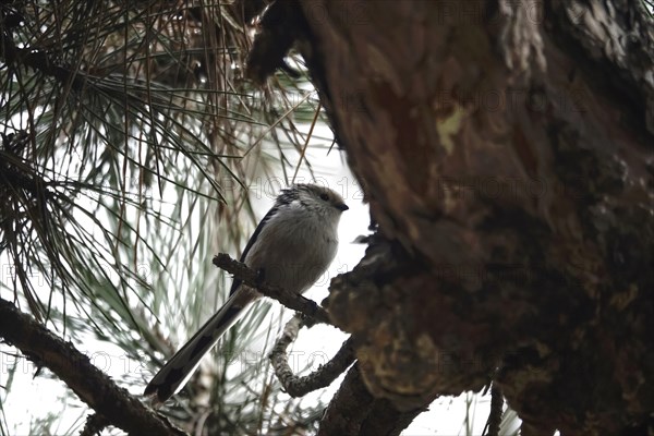 Long-tailed tit