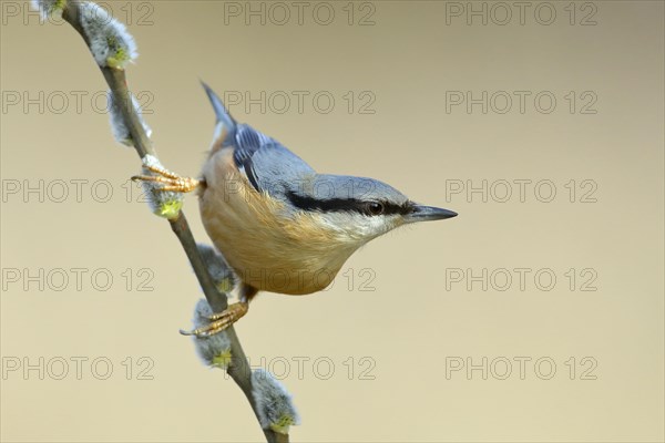 Eurasian nuthatch