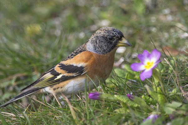 Brambling