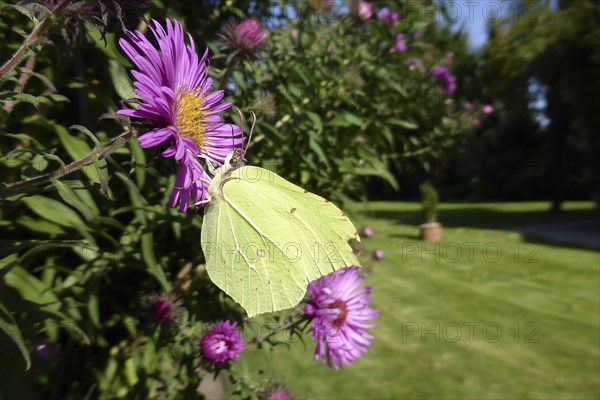 Lemon butterfly