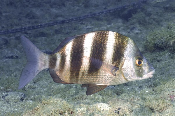 Banded seabream
