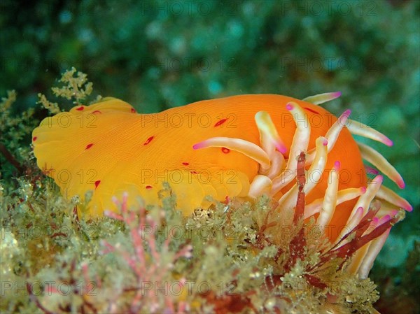 Candy Cane Anemone