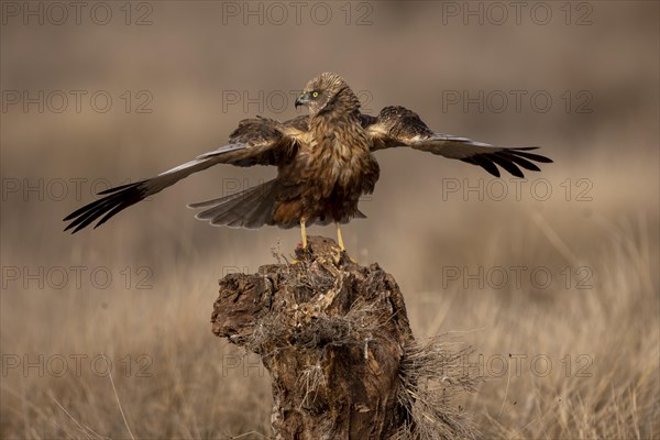 Western marsh-harrier