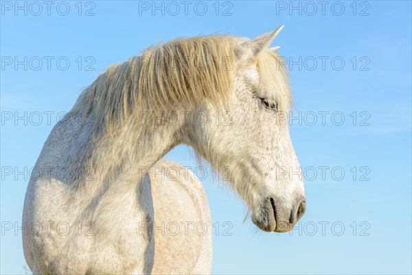 Camargue horse portrait in a pasture in the Camargue National Park. Provence-Alpes-Cote dAzur, France, Europe