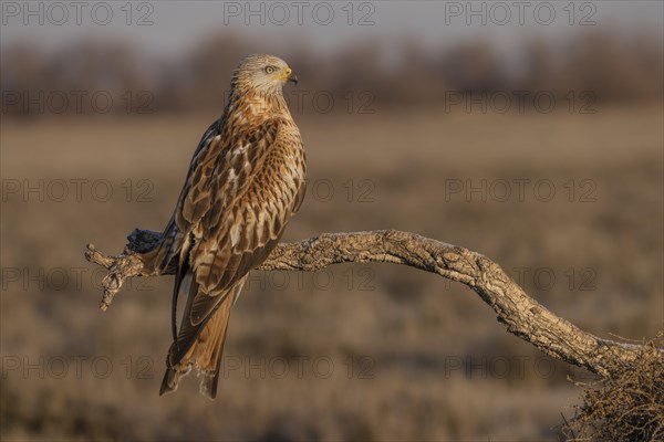 Red Kite