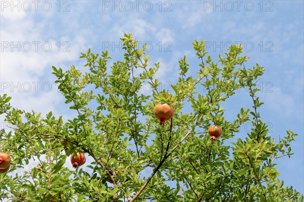 Ripe pomegranate on the branch of the pomegranate tree