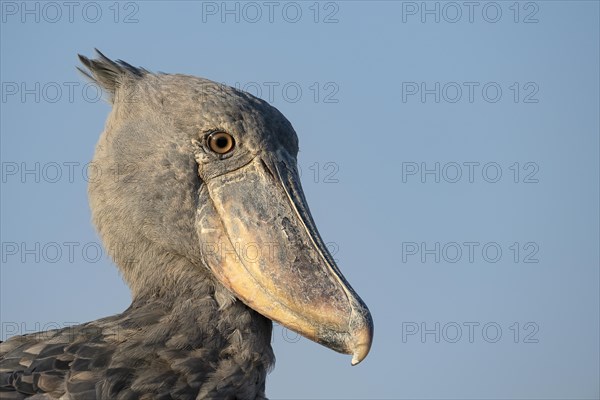 Shoebill