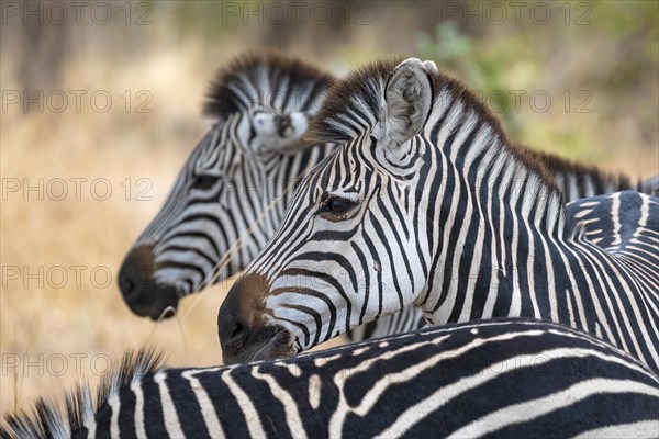 Plains Zebra of the subspecies crawshay's zebra