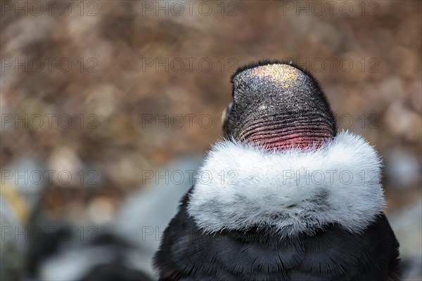 Andean condor