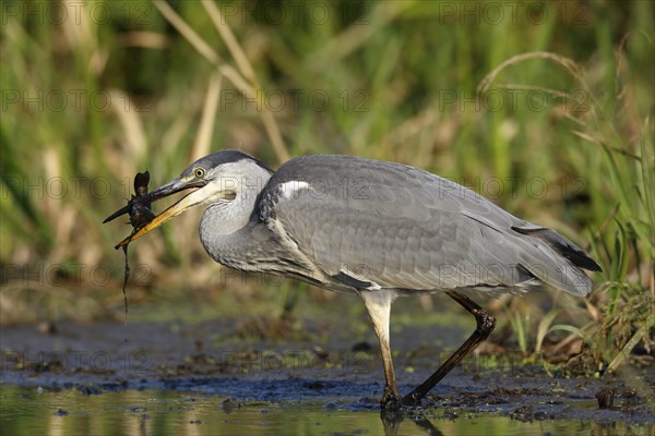 Grey heron