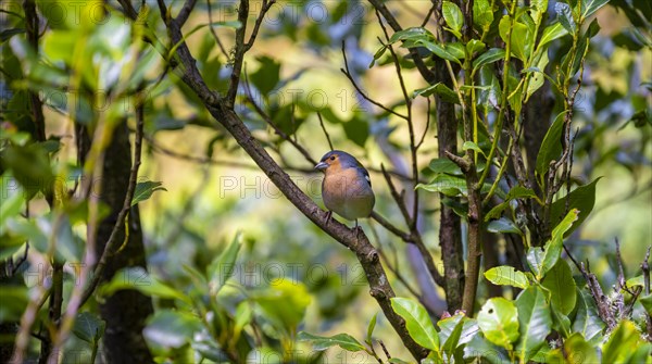 Madeiran chaffinch