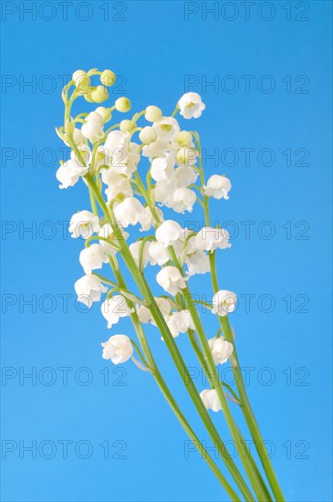 Lily of the valley