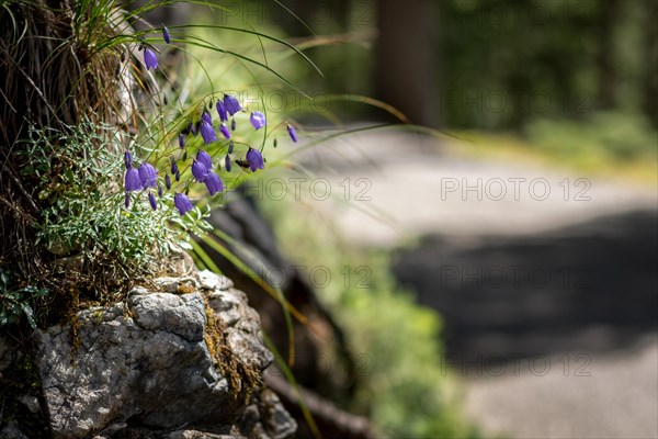 A group of blooming flowers