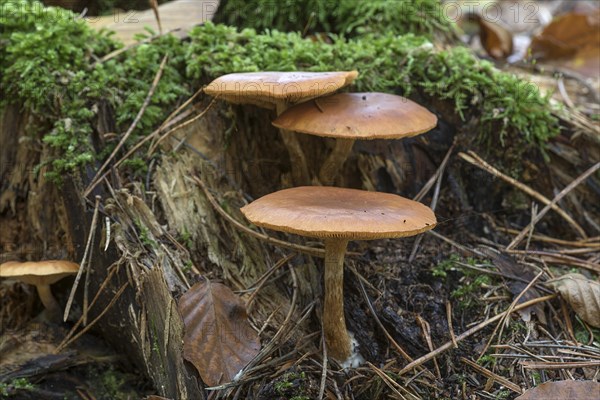 Tree fungi on a tree stump in a mixed forest, Bavaria, Germany, Europe