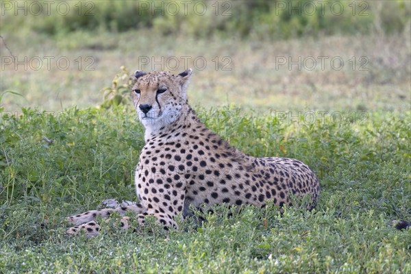 Cheetah