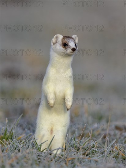 Stoat