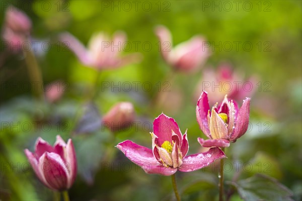 Pink flowering woodland vines