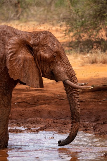 A lone elephant in the savannah at a watering hole in Tsavo National Park, Kenya, East Africa, Africa