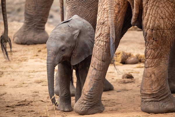 Herd of elephants with a baby elephant between its mothers legs. Cute shot of a calf in Tsavo National Park, Kenya, East Africa, Africa