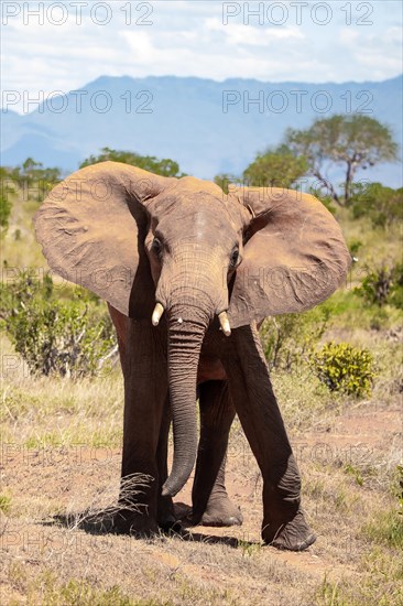 Elephant in the savannah, barren landscape in Tsavo National Park, Kenya, East Africa, Africa