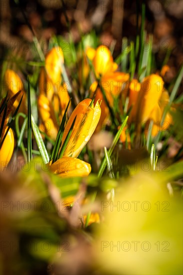 Crocus in the sunlight, Black Forest, Gechingen, Germany, Europe