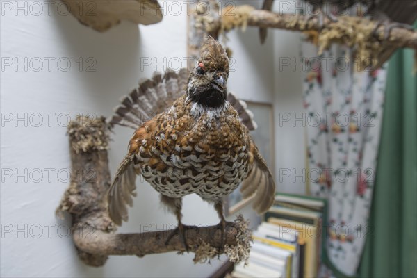 Hunting trophies in a hunting lodge, Styria, Austria, Europe