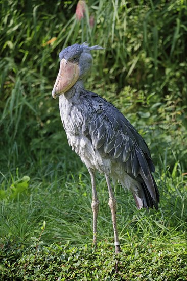 Shoebill