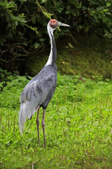 White-naped crane