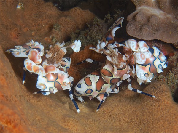 Pair of harlequin shrimp