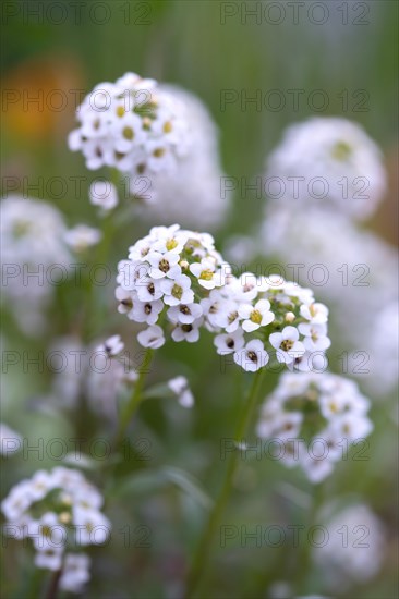 Alyssum