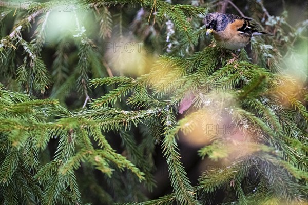 Brambling