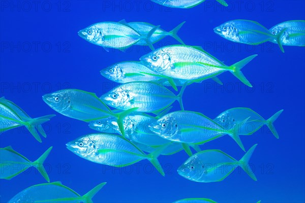 Shoal, group of yellowfin mackerel