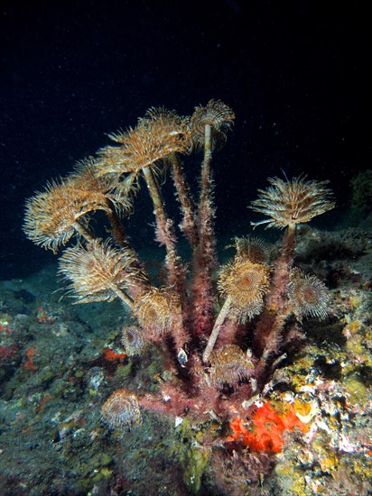 Mediterranean fanworm