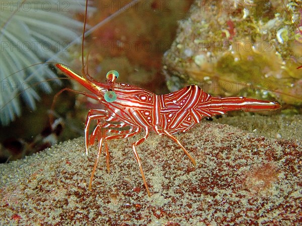 Camel shrimp