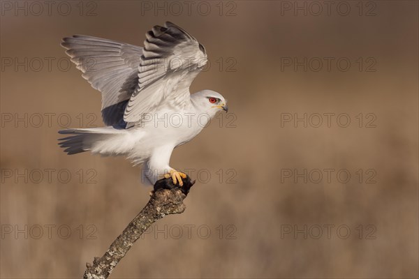 Black-winged kite