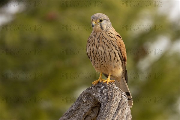 Common kestrel