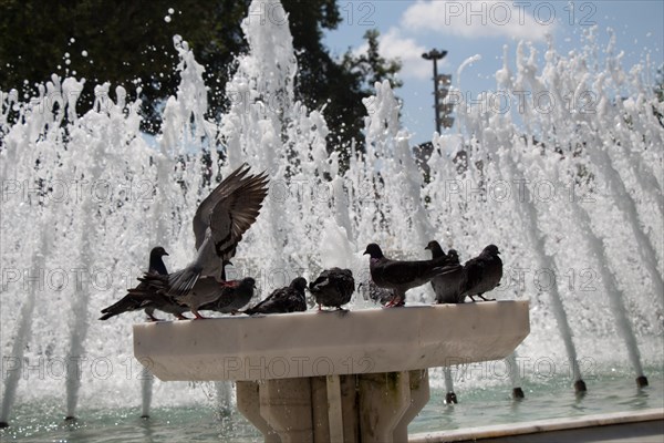 City pigeons by the side of water at a fountain