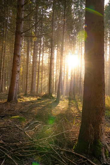 Autumn Forest, Morning, Black Forest, Germany, Europe