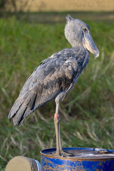 Shoebill