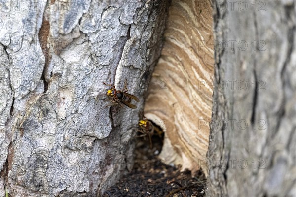 European hornet