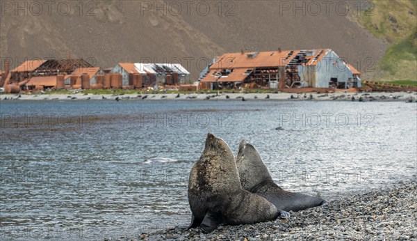 Sea Bears off South Georgia Whaling Station Stromness Bay