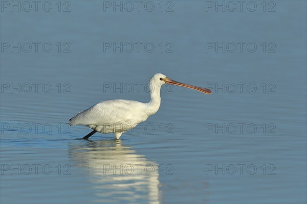 Eurasian spoonbill