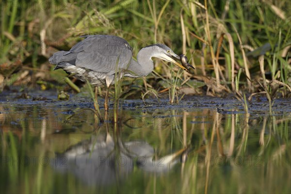 Grey heron