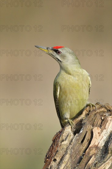 Grey-headed woodpecker