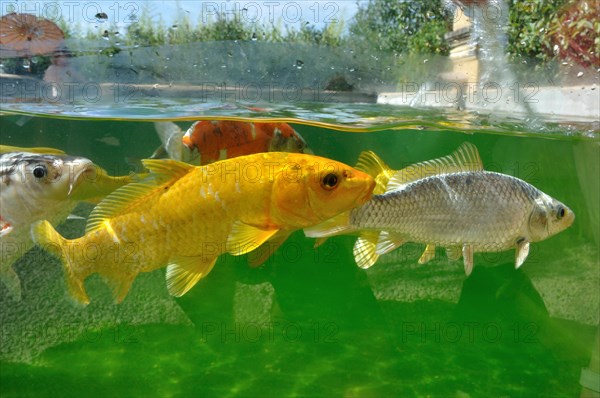 Koi carps in pond